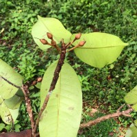 Palaquium thwaitesii Trimen